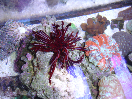  Comaster schlegelii (Schlegel's Feather Star, Black & Gold Feather Star)